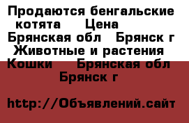 Продаются бенгальские котята . › Цена ­ 7 000 - Брянская обл., Брянск г. Животные и растения » Кошки   . Брянская обл.,Брянск г.